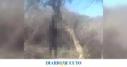 Proteccionistas hallaron a un perro ahorcado y denuncian que el salvajismo humano es “alarmante”