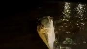 Misterio en el Río de la Plata: apareció otra ballena muerta en la Costanera y son dos en una semana