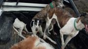 Interceptan a cazadores furtivos con un guanaco en una ruta