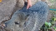 El Gobierno rescató más animales silvestres que estaban en cautiverio de forma ilegal