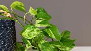 Asuntos de plantas: cómo dar forma y soporte a tu potus del hogar usando dos materiales