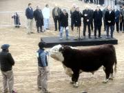 Un toro de 1.000 kilos fue el primer animal en llegar a la Expo Rural de Palermo