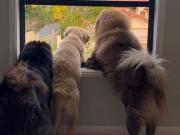 Publicó una foto de sus mascotas en Instagram y le suspendieron la cuenta: perdió miles de dólares