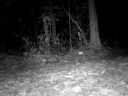 Los “Timón y Pumba” del Amazonas: cámaras captan la insólita amistad entre dos animales que suelen odiarse
