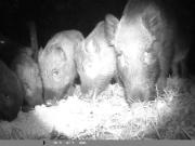 Capturaron 8 jabalíes en la zona del Llao Llao, al oeste de Bariloche: detectaron 26 animales