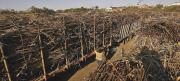 Alerta: Habrá escasez de azúcar debido a la zafra cañera que tiene un retraso debido a la falta de diésel