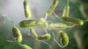 ¡Alerta en Florida! Bacteria carnívora en mariscos amenaza la salud pública: van cuatro fallecidos