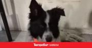 Tobías, el Border Collie atropellado en San Benito, se recuperó y busca una familia