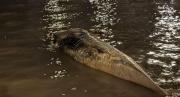 EN VIDEO: Una ballena en peligro de extinción apareció muerta en Argentina, sería la segunda en una semana