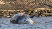 Apareció otra ballena muerta, en Costanera frente a Tierra Santa