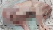 Cazaron animales silvestres en Salta y solo se fueron con una contravención