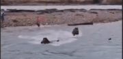 ¡Héroes sin capa! Carabineros de Chile rescataron a dos caballos varados en un río, tras fuertes lluvias