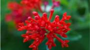 La planta que tiene racimos de flores rojas todo del año y es fácil de cultivar