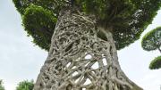 El árbol de Argentina que empieza su vida en lo alto y no en el suelo: una maravilla del mundo