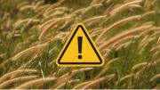 El viento no se despide: el SMN alertó por fuertes vientos este jueves 17 de julio