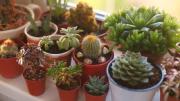 Estas suculentas siempre están en flor y son perfectas para llenar tu casa de color