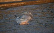 Dos ballenas muertas en el lapso de una semana