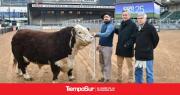 Un toro raza Hereford fue el primer animal en ingresar a la Expo Rural 25