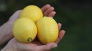Se abrió el mercado chileno para la exportación de limones: “Es un logro desde el punto de vista técnico”