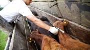 Eliminación de la barrera sanitaria: “Es muy malo para la Patagonia y para el país bajar nuestro estatus sanitario”