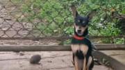 Abandonaron a una perrita en Carrizal, la amarraron a una cerca y dejaron una nota con los motivos