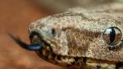 Denuncian maltrato animal contra boas constrictor en Maracaibo
