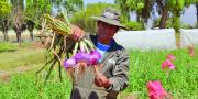 Gobierno invierte más de Bs 879 MM para fortalecer el agro paceño