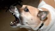 Más de 400 ataques de perros en seis meses: una amenaza que crece en Salta