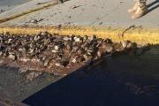 Misterio resuelto: se conoció quién tiró 300 cabezas de trucha sobre la Ruta 22 en Neuquén