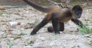 Rescatan a cientos de animales que estaban en una casa de La Plata
