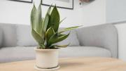 Pocos lo saben: qué significa que una lengua de suegra o sansevieria tenga sus hojas pegajosas