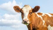 Millones de personas en este país creían que la leche chocolatada provenía de vacas marrones