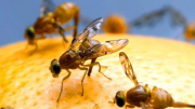 ¿Soñaste con insectos alguna vez? Esto significa, según la psicología