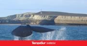Avistamiento de ballenas francas en el Parque Marino Makenke