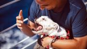 Mi perro dinamita: crecen las lesiones por mordidas