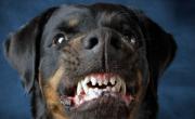 Niños, las principales víctimas de las mordeduras de perros: crecen los casos graves