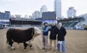 Un toro Hereford dio inicio a la Expo Rural 25, que se extenderá hasta el domingo 27