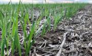 Buenos Aires: el campo en alerta por lluvias intensas y suelos saturados