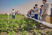Productores conocerán técnicas para intensificar la producción de girasol