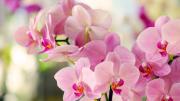 El truco de jardinería con bicarbonato de sodio que hará que tus orquídeas tengan flores los 365 días del año