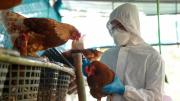 Confirmaron un caso de gripe aviar en Buenos Aires y reforzaron los controles sanitarios