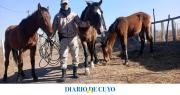 Recuperaron caballos que habían sido robados a la escuela Agrotécnica de Sarmiento