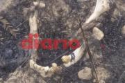 Horror: hallaron otro cráneo humano en la misma zona donde se encontró un esqueleto