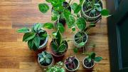Los consejos de una experta en jardinería para reutilizar la tierra de otras plantas