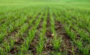 Tres Arroyos: el invierno llega con contrastes hídricos para la campaña de trigo