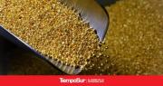 El Precio del Oro: Una Mirada a la Actualidad del Metal Precioso