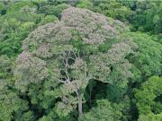 Este es el árbol que sobrevive a los rayos y los convierte en su arma secreta para dominar el bosque