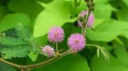Es una de las plantas más raras del planeta y sus flores te sorprenderán