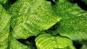 Asuntos de plantas: cómo estimular el crecimiento de tu calathea musaica en el hogar