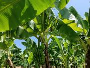 FAO e INSAI presentan resultados de proyecto para contener el Fusarium del banano en Venezuela